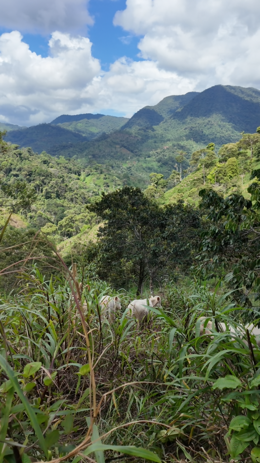 🌿 Finca de 64 hectáreas en Limión, sector San Salvador🌿