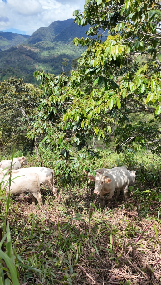 🌿 Finca de 64 hectáreas en Limión, sector San Salvador🌿