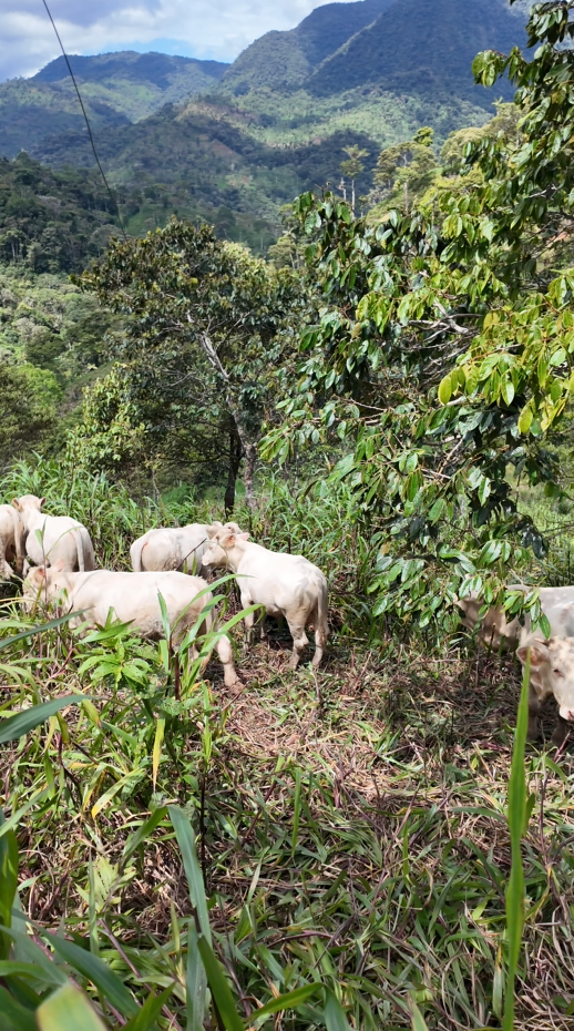 🌿 Finca de 64 hectáreas en Limión, sector San Salvador🌿