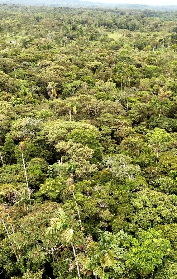 FINCA 14 HECTAREAS PALORA