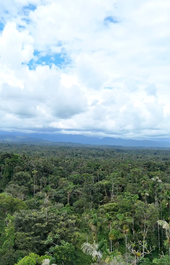 FINCA 14 HECTAREAS PALORA