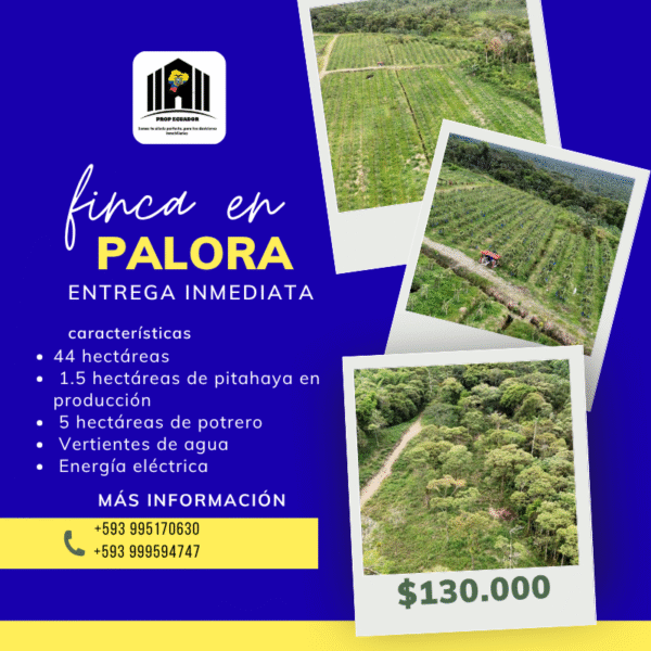PORTADA FINCA 44 HAS PALORA INMOBILIARIA Finca en Palora 44 HAS