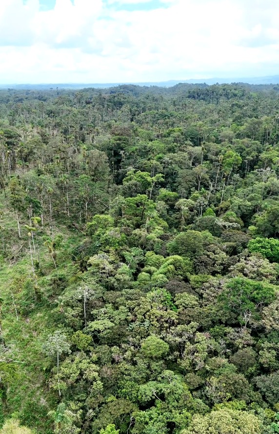 FINCA 14 HECTAREAS PALORA