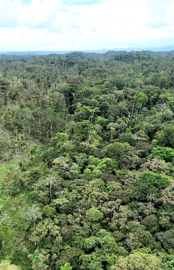 FINCA 14 HECTAREAS PALORA