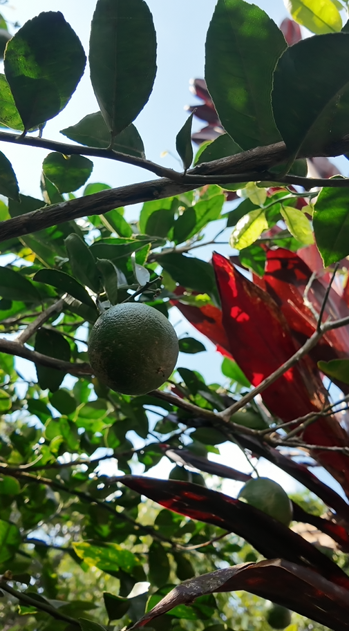 1000 METROS CUADRADOS EN EL SECTOR DE SINAÍ