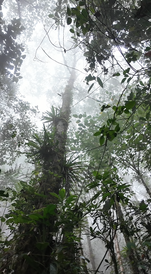 22 hectáreas en el sector el abanico vía Riobamba
