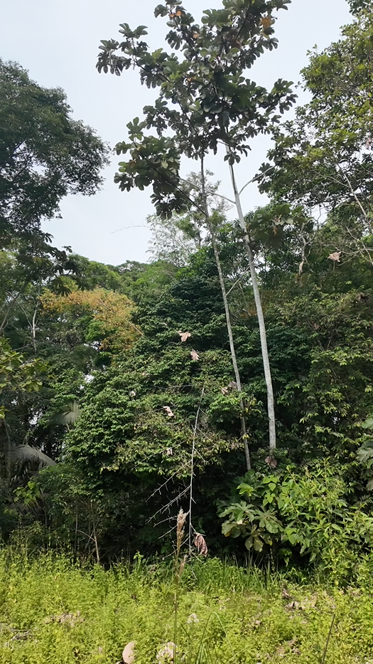 Barrio la cruz 1481m² <<Sucúa - Via Tambache>>