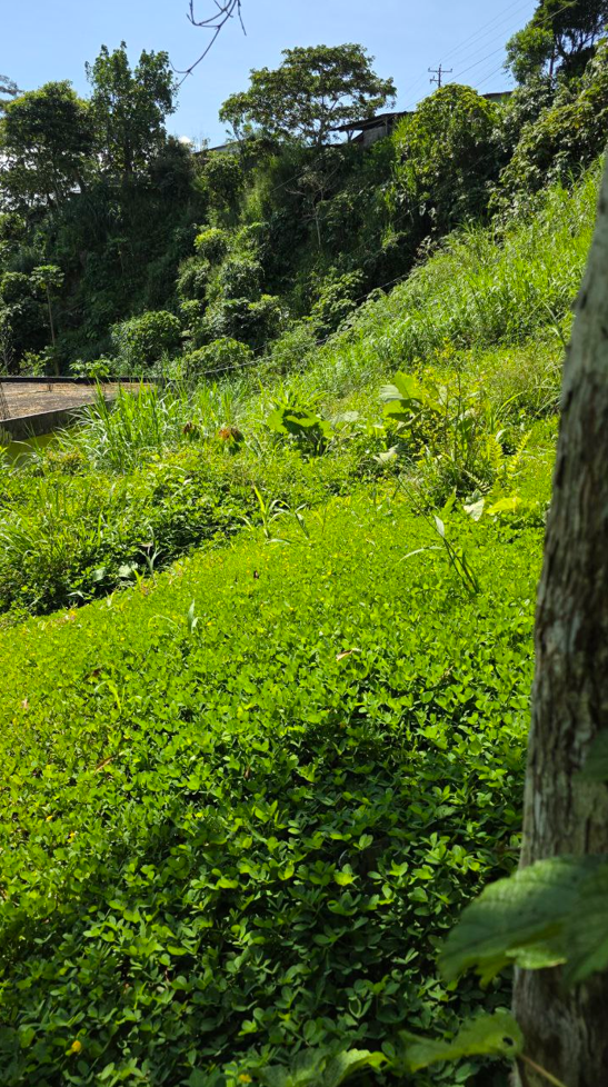 Sucúa - Arapicos (2.4 Hectareas MACAS - CUENCA)