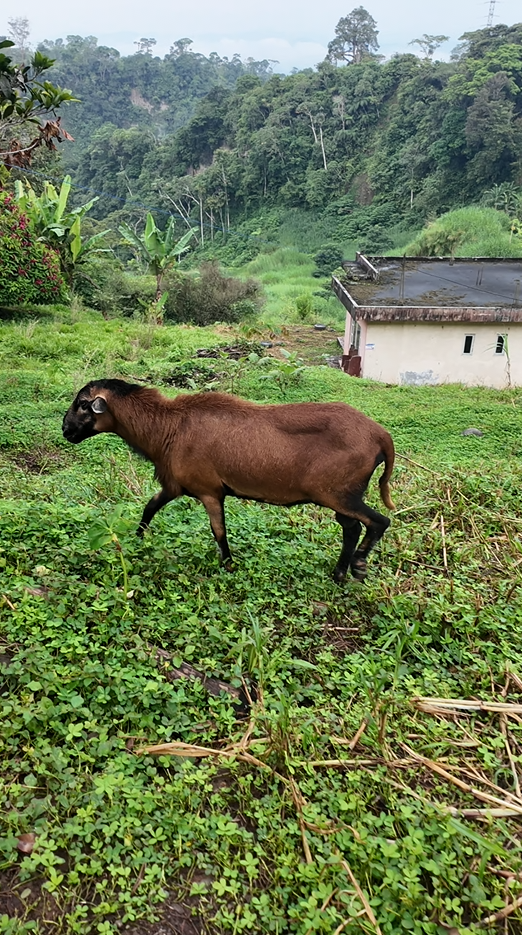 Sucúa - Arapicos (2.4 Hectareas MACAS - CUENCA)