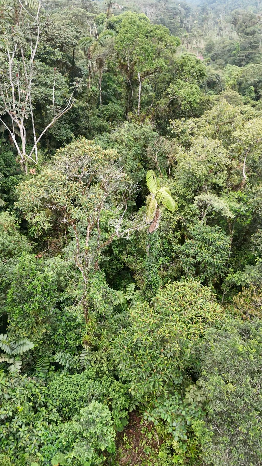 Palora 44 hectareas (Sector carmelo)