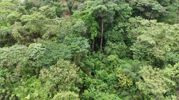 Palora 44 hectareas (Sector carmelo)