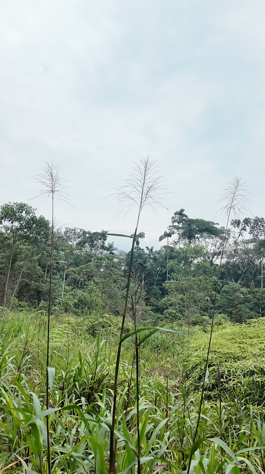 Palora 44 hectareas (Sector carmelo)