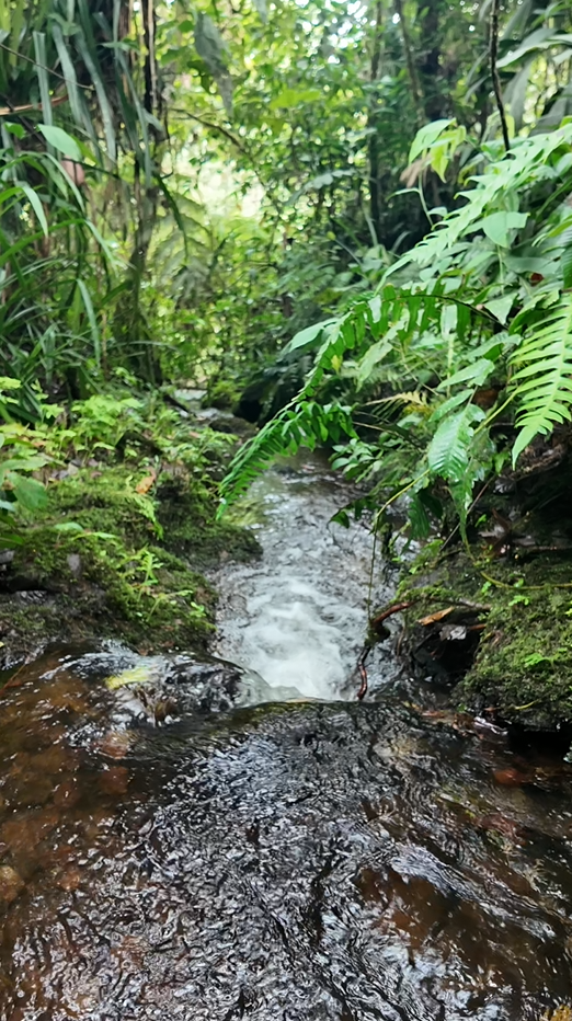 Palora 44 hectareas (Sector carmelo)