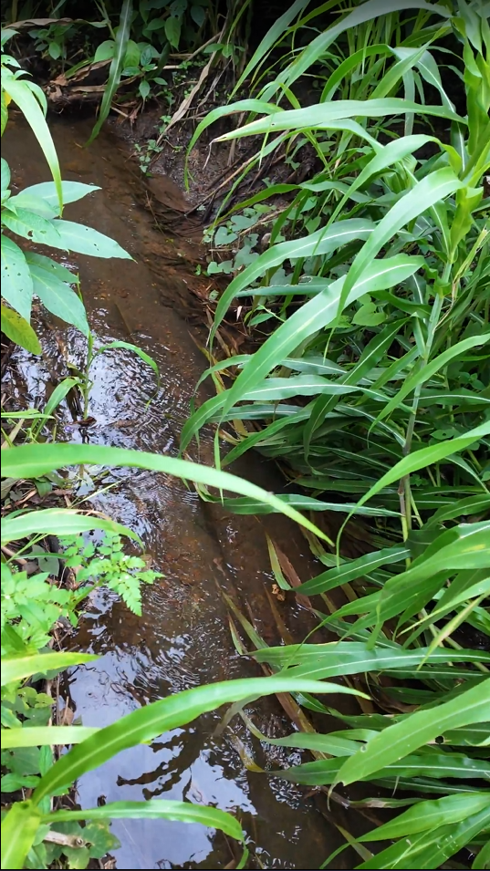 Proaño - Junto a la cancha sintética