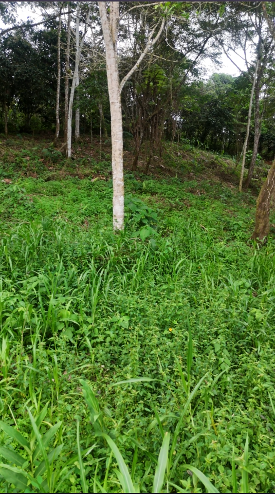 Proaño - Junto a la cancha sintética