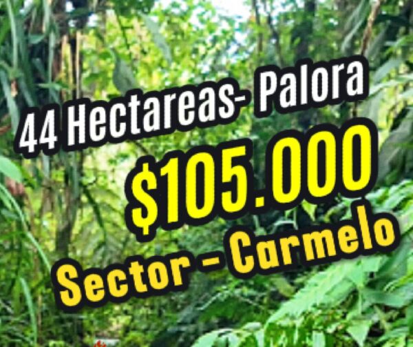 Palora 44 hectareas (Sector carmelo)