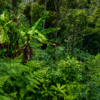 LA JOYA DE KACHIK TE ESPERA EN LA AMAZONÍA