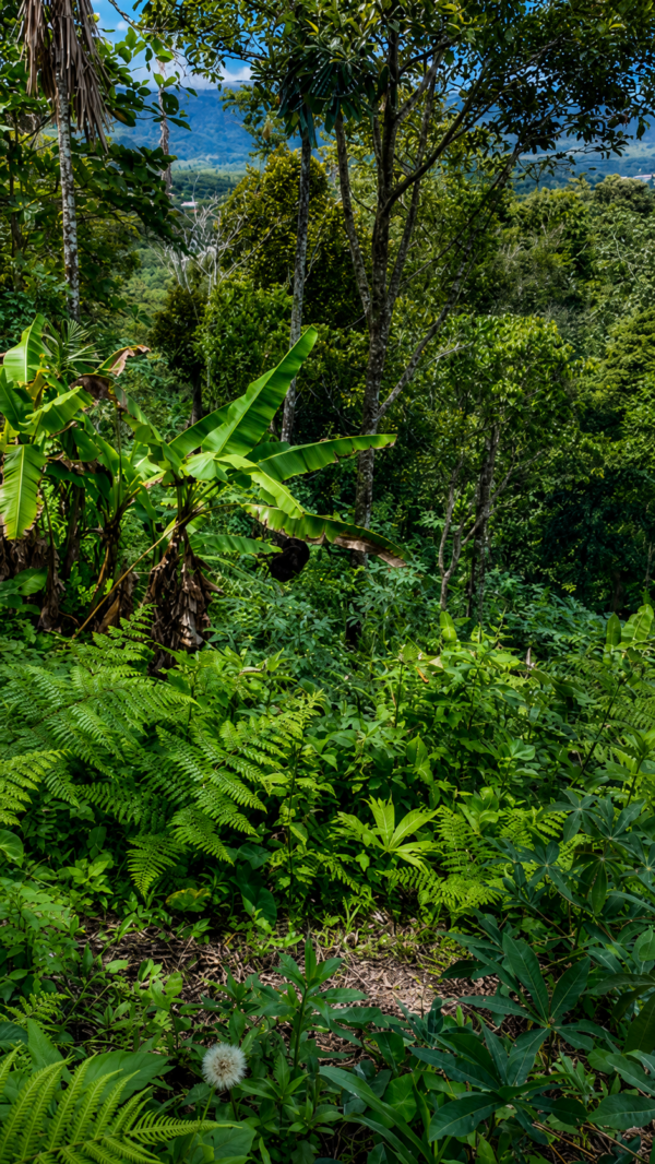 LA JOYA DE KACHIK TE ESPERA EN LA AMAZONÍA