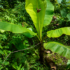 LA JOYA DE KACHIK TE ESPERA EN LA AMAZONÍA