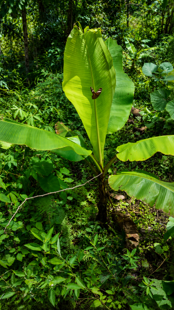 LA JOYA DE KACHIK TE ESPERA EN LA AMAZONÍA