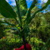 LA JOYA DE KACHIK TE ESPERA EN LA AMAZONÍA