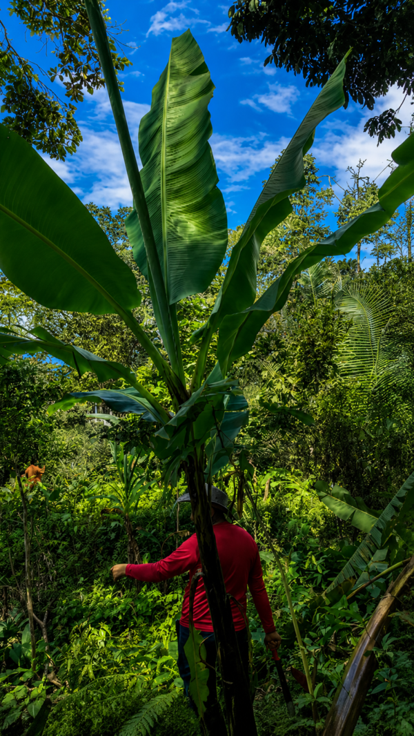 LA JOYA DE KACHIK TE ESPERA EN LA AMAZONÍA