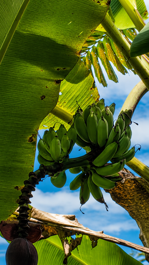 LA JOYA DE KACHIK TE ESPERA EN LA AMAZONÍA
