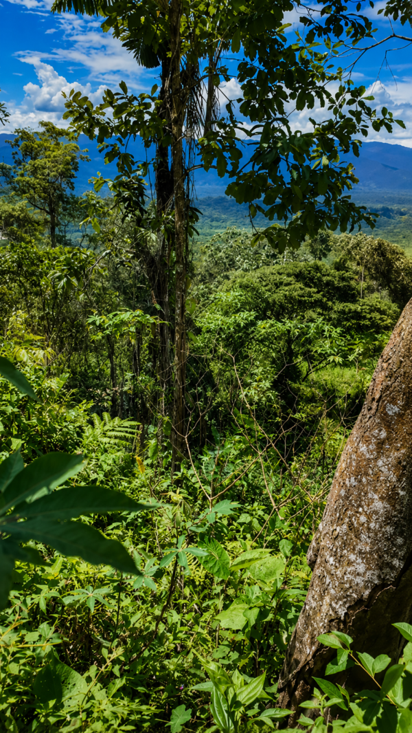 LA JOYA DE KACHIK TE ESPERA EN LA AMAZONÍA